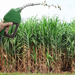 Produção Sucroalcooleira (Módulo I)