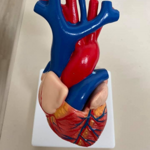 Socorrista 